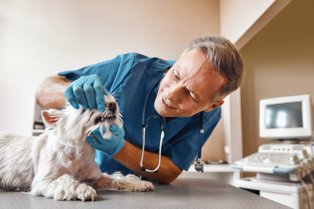 Best Emergency Treatment for Oral Infections in West Chatham, MA